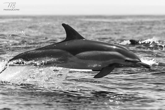 Breaking the Blue B&W