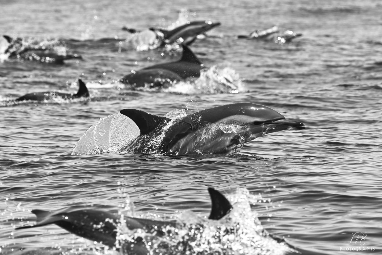 Pod Party B&W