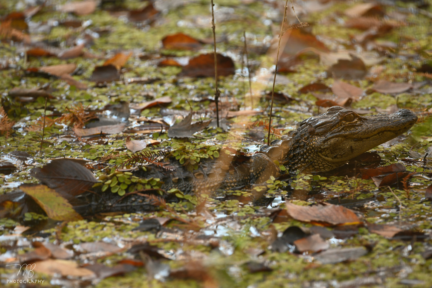 Golden Gator