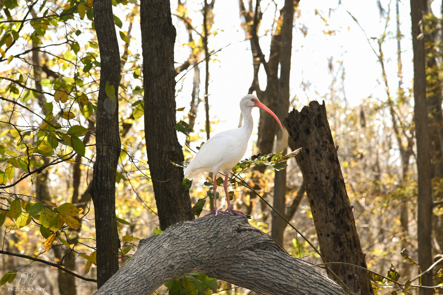 Autumn Ibis