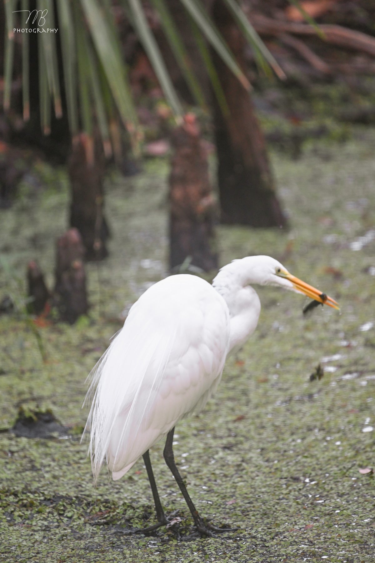 Swamp Snack