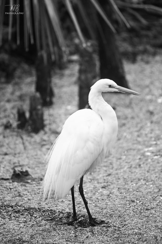 White in the Wetlands B&W