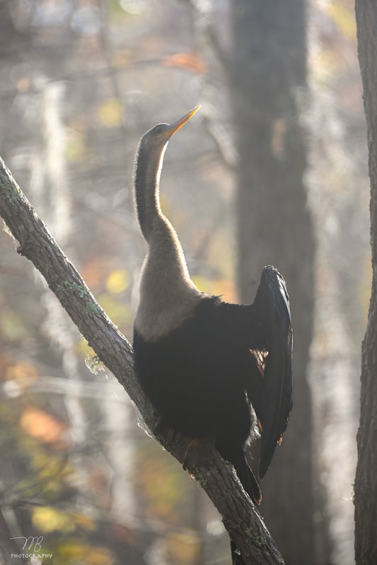 Anhinga Awe
