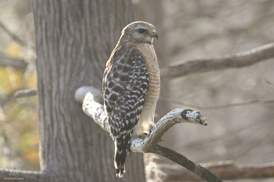 The Woodland Watcher
