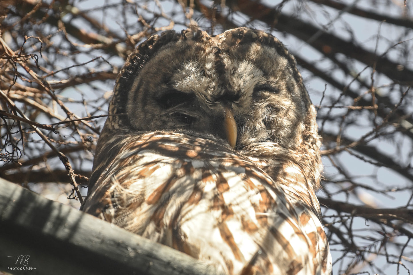 The Face of Wisdom