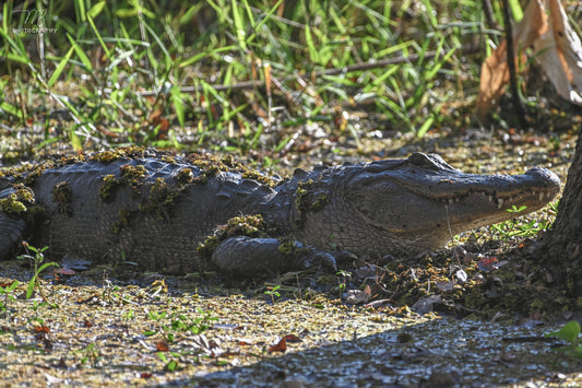 Swamp Lander