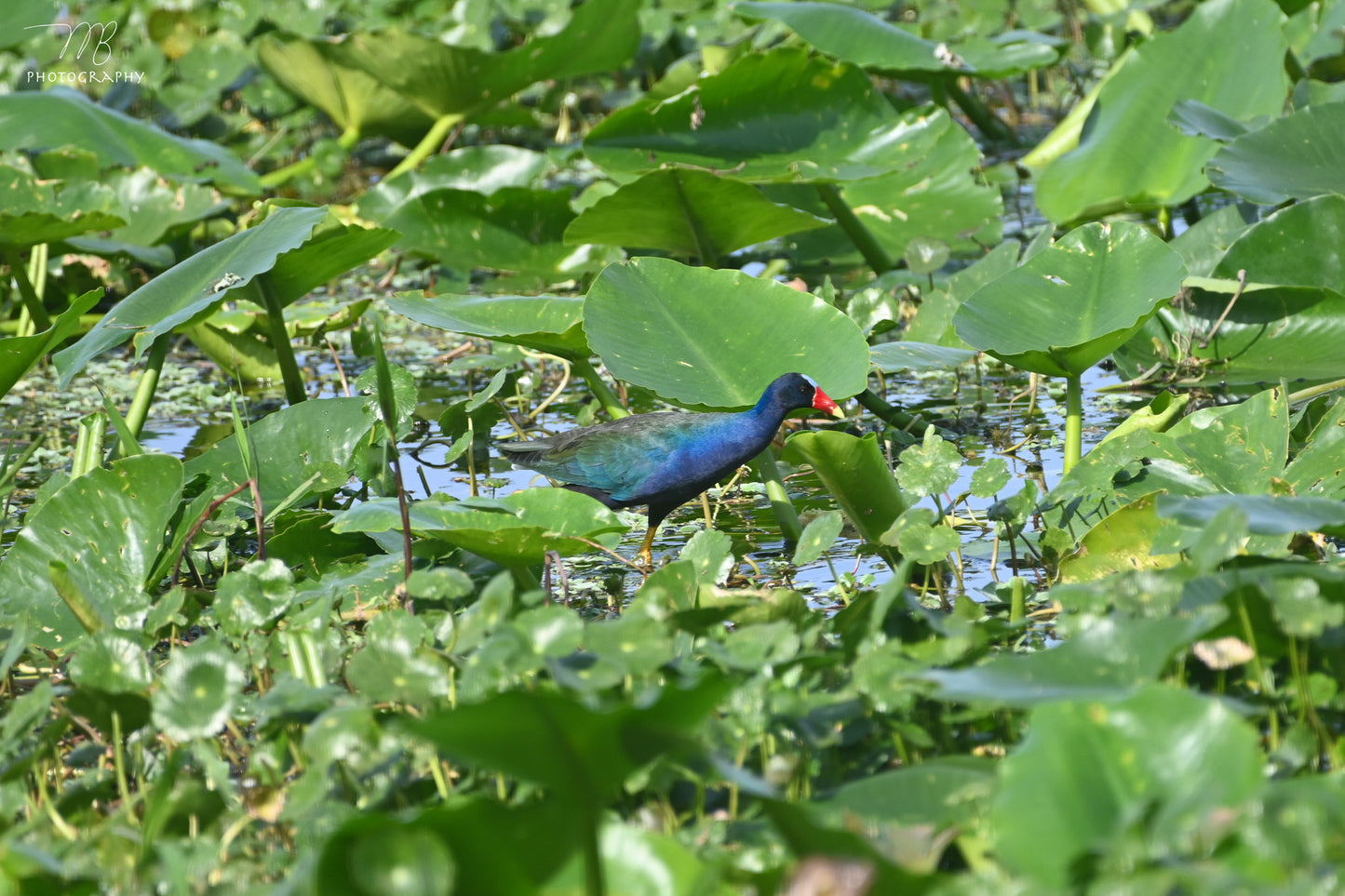 Purple Gallinule
