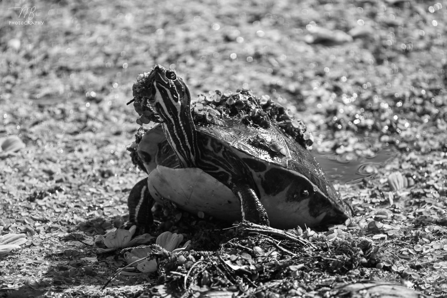 Marsh Monarch B&W