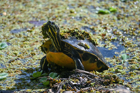 Marsh Monarch