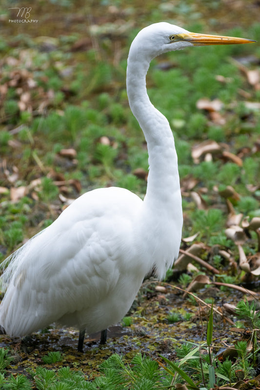 Great Egret
