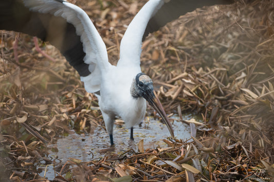 Marsh Landing