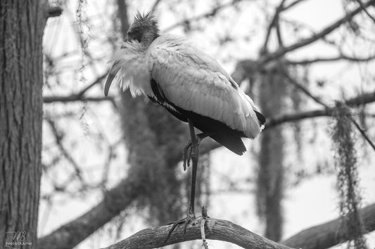 Stoic Wood Stork B&W