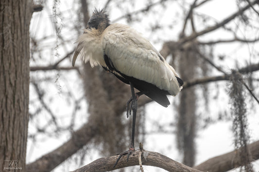 Stoic Wood Stork