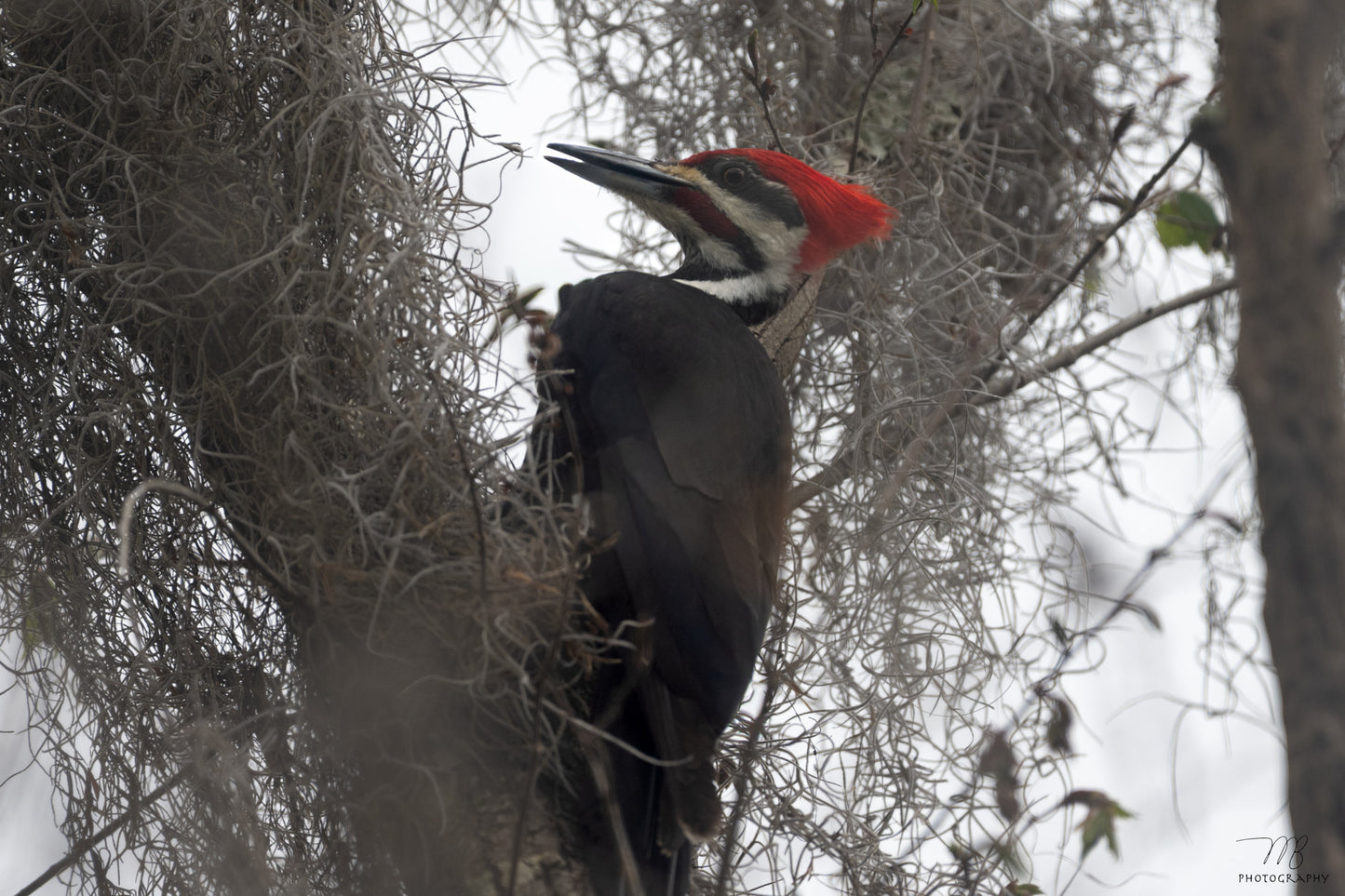 Pileated