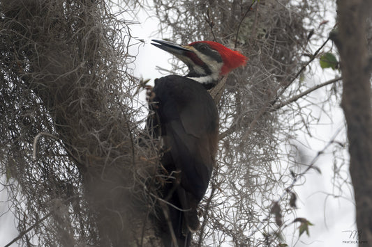 Pileated
