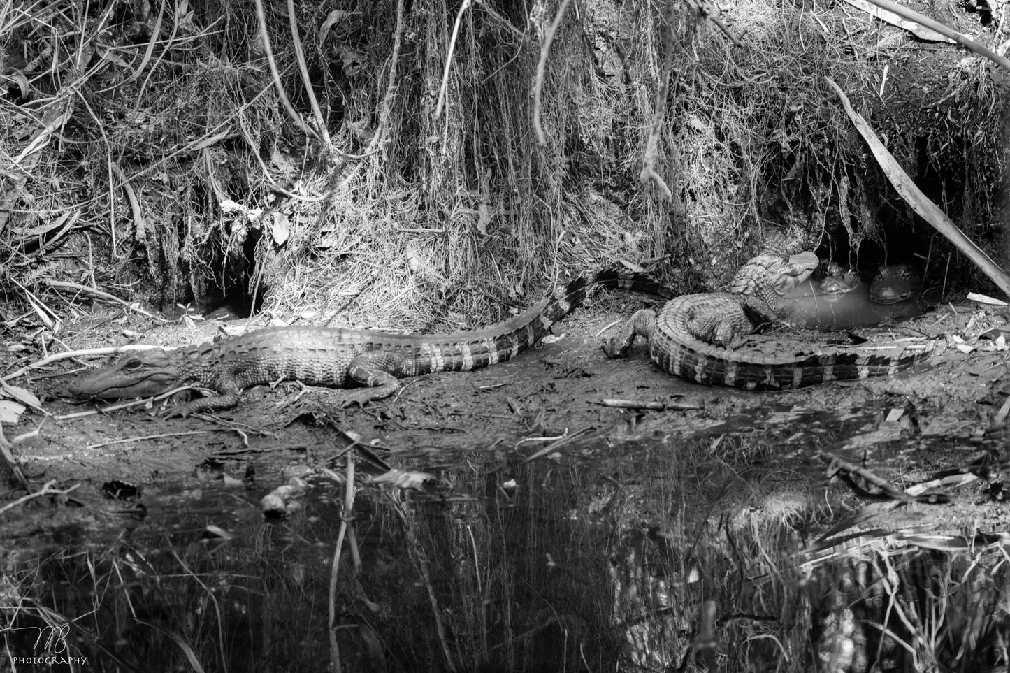 Cave Gators B&W