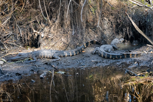 Cave Gators