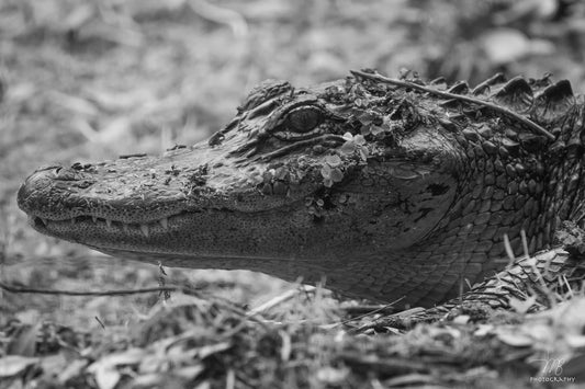 Eye of the Swamp B&W