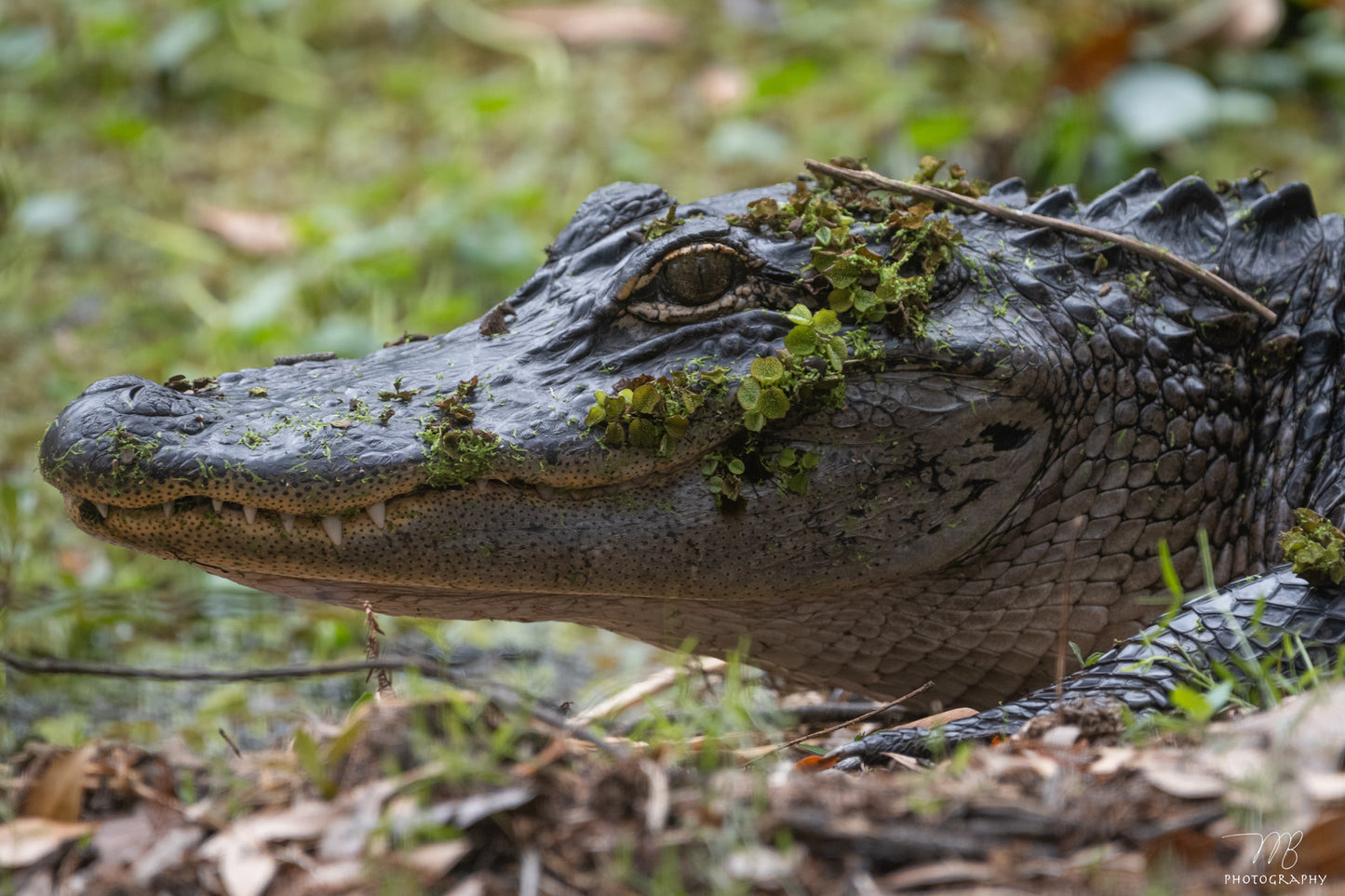 Eye of the Swamp