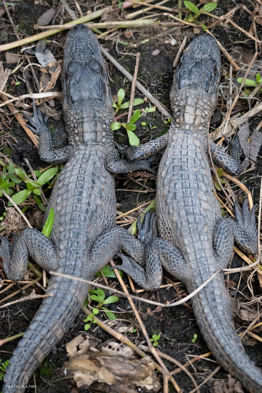 Twin Hatchlings