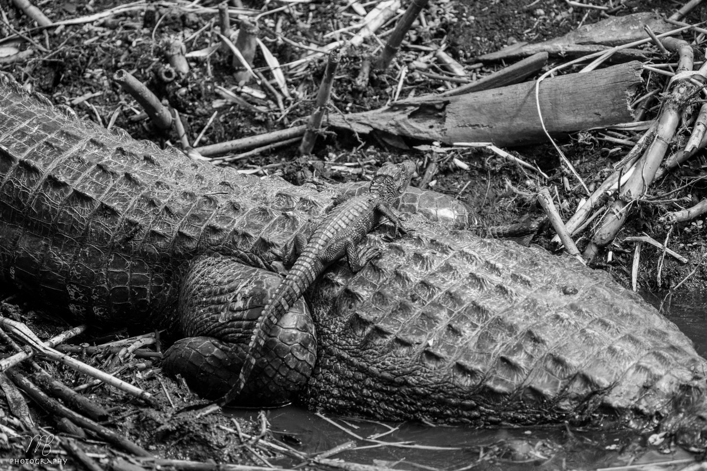 Riding the Armor B&W