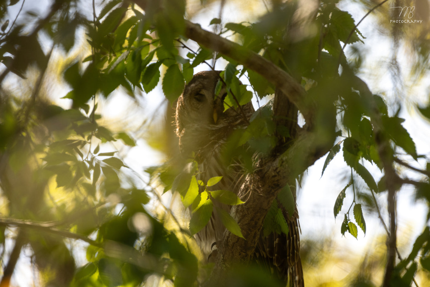 Hidden in the Canopy