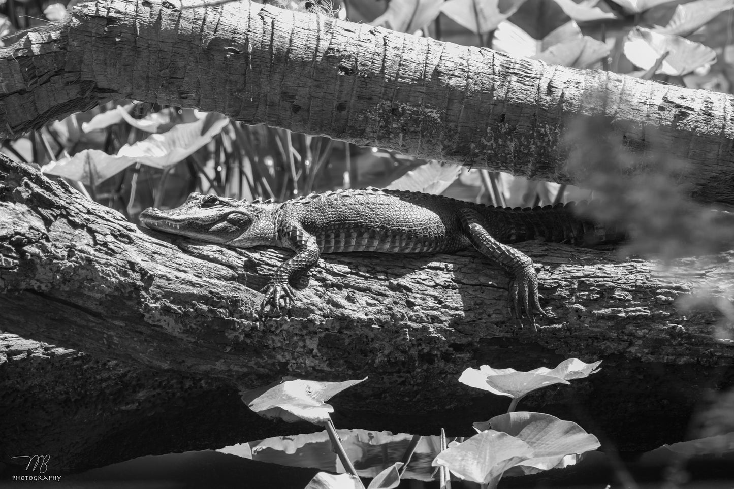 Lazy Gator B&W