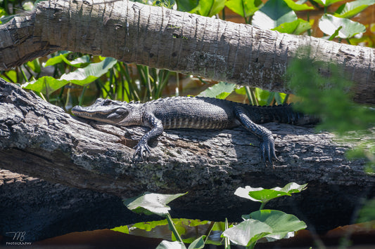 Lazy Gator