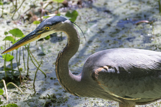 The Great Blue Heron