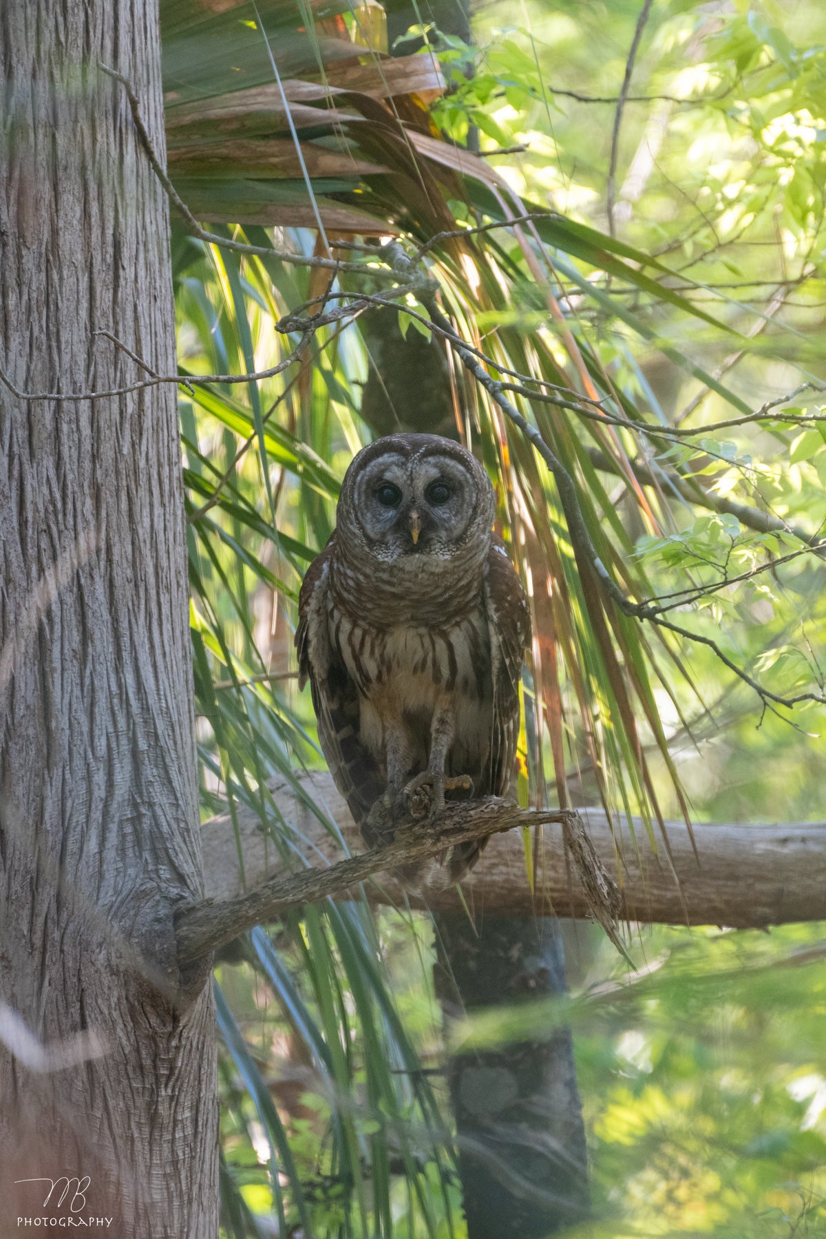 The Look of Wisdom (Portrait)
