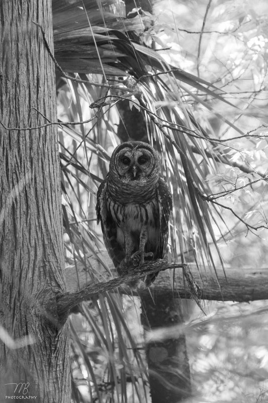 The Look of Wisdom (Portrait) B&W