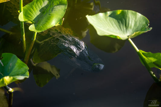 Lurking