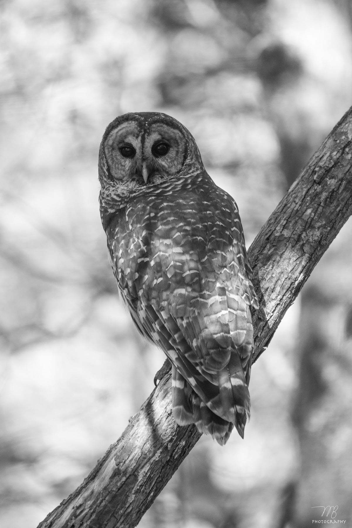 Florida Barred Owl B&W