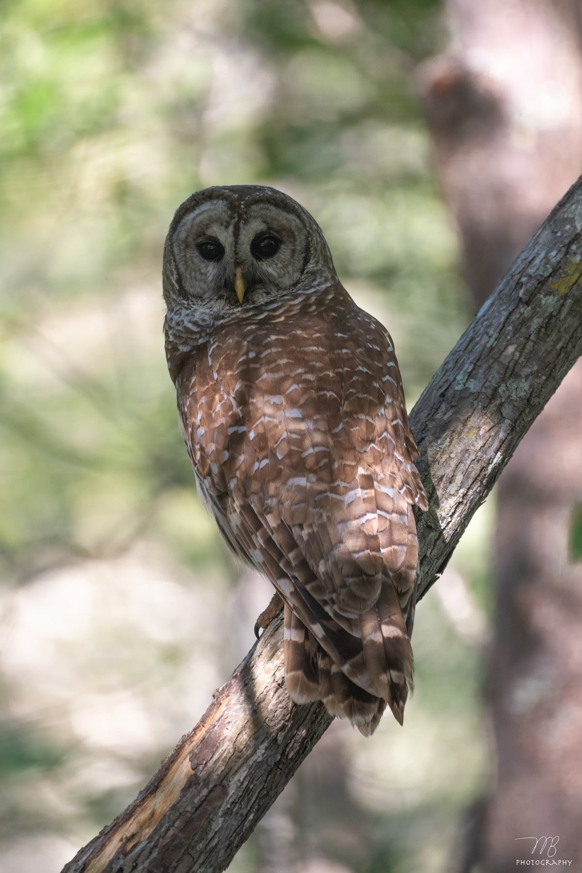 Florida Barred Owl