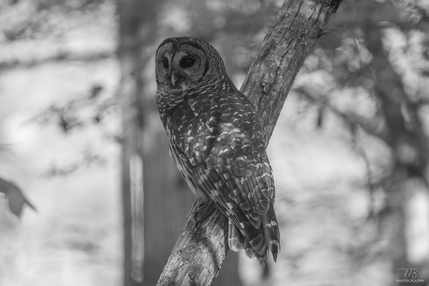 Perched Inquisition B&W