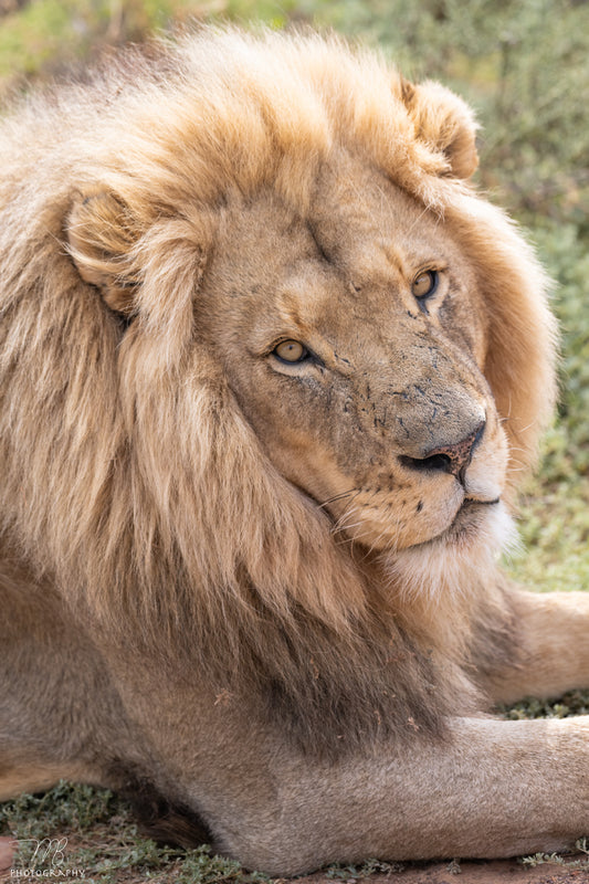 Marvelous Mane