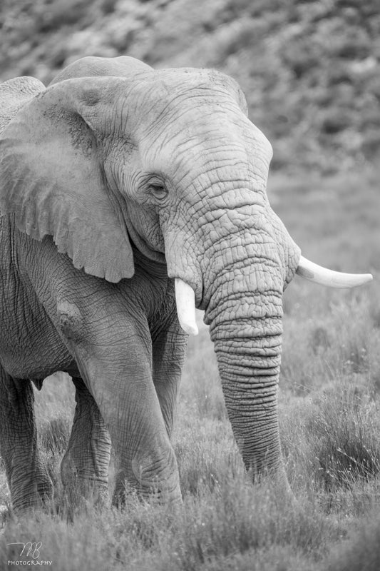 Elephant Elegance B&W