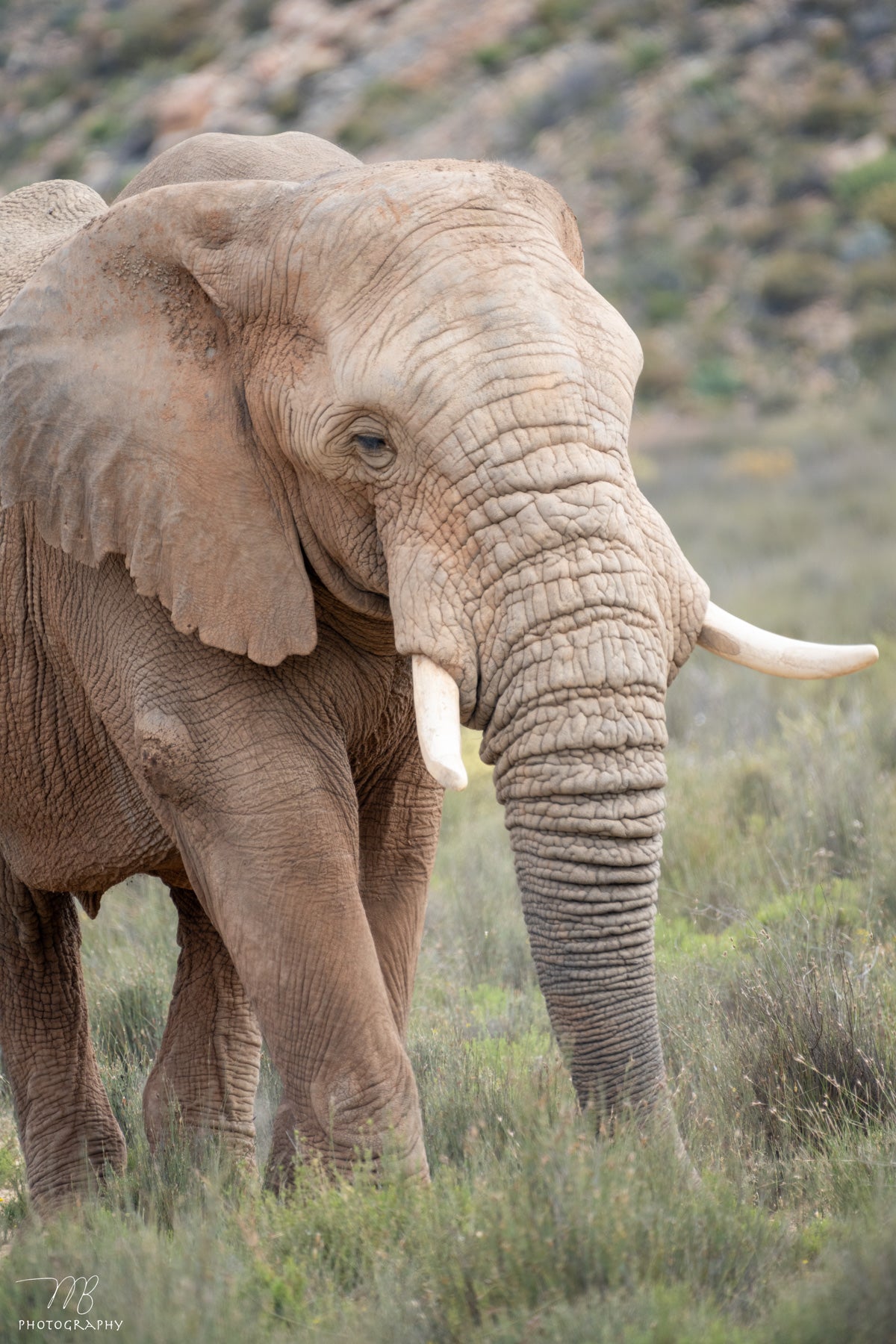 Elephant Elegance