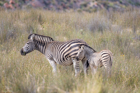 Grazing Lessons