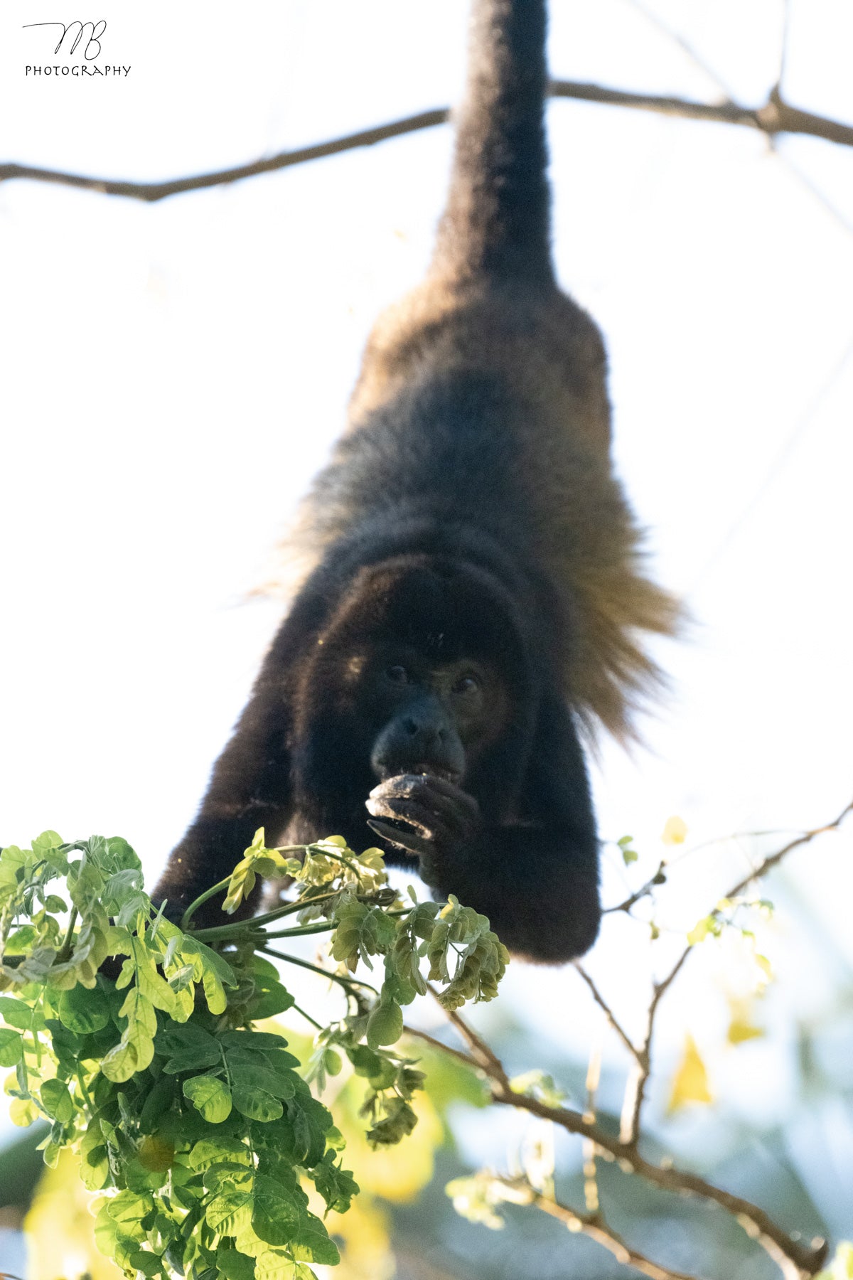Hanging Howler