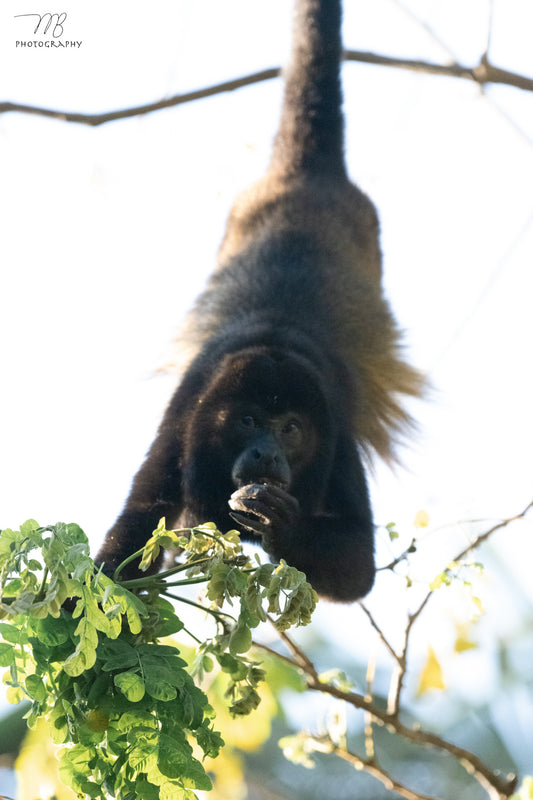 Hanging Howler