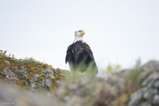 Cliffside Sentinel