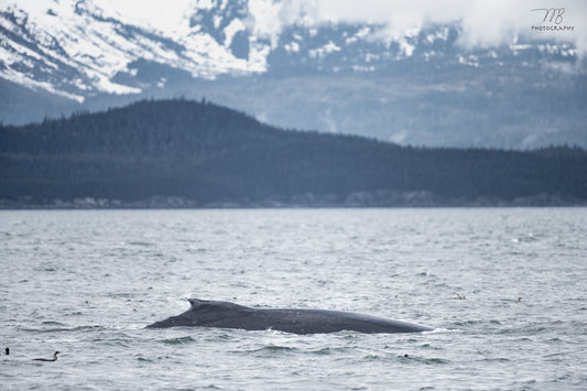 Humpback Horizon