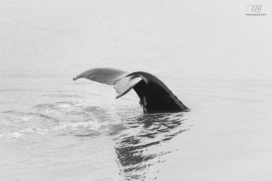 Diving Humpback B&W
