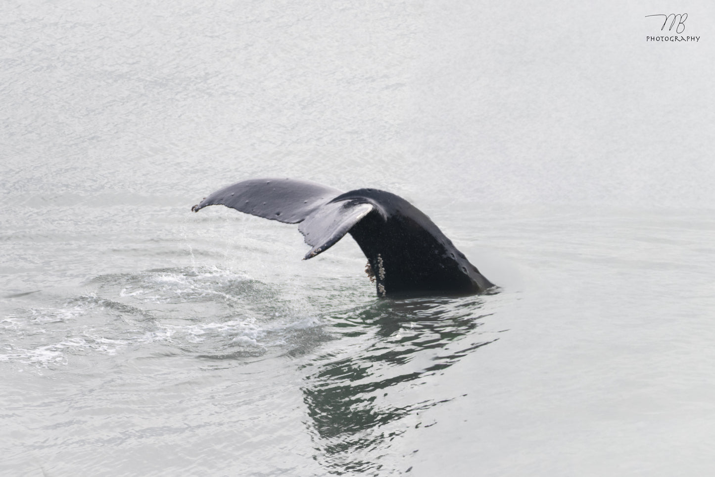 Diving Humpback