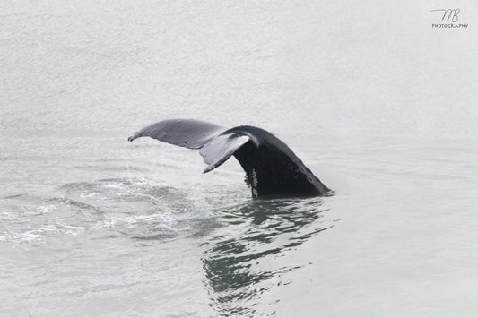 Diving Humpback