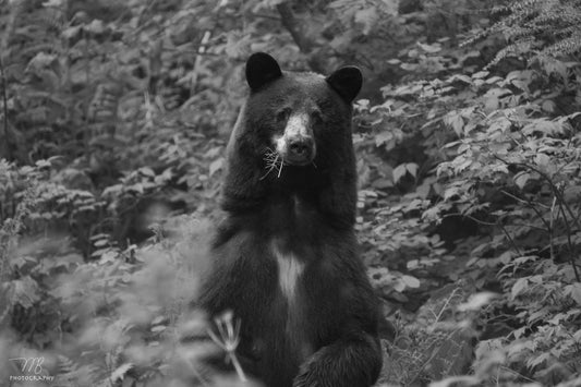 Woodland Watcher B&W