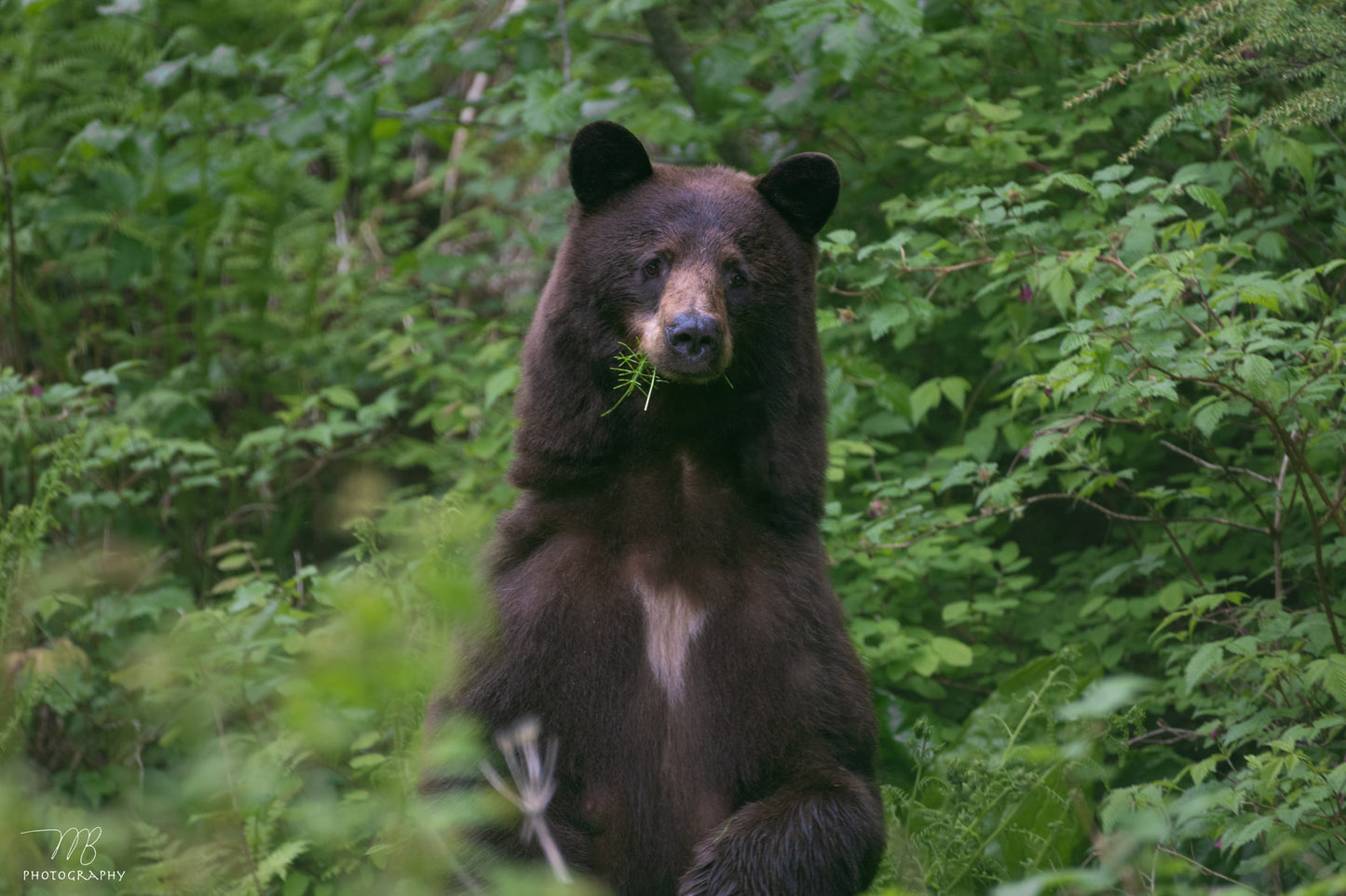 Woodland Watcher