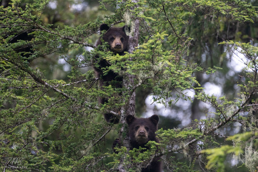 Brother Bears