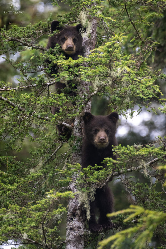 Climbing Lessons